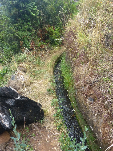 31.07.2014 Levada dos Tornos (Endast), Levada Nova, Levada do Moinho da Serra — Auf der Levada Moinho da Serra zuerst ein paar Meter in Fliessrichtung, dann zur Madre — Foto 18