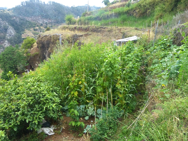 31.07.2014 Levada dos Tornos (Endast), Levada Nova, Levada do Moinho da Serra — Auf der Levada Moinho da Serra zuerst ein paar Meter in Fliessrichtung, dann zur Madre — Foto 19