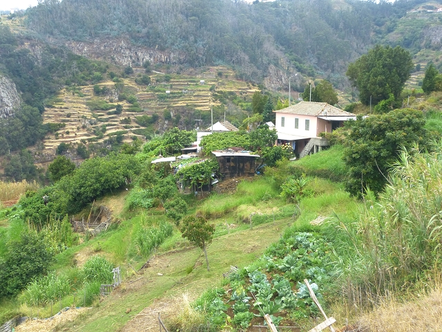31.07.2014 Levada dos Tornos (Endast), Levada Nova, Levada do Moinho da Serra — Auf der Levada Moinho da Serra zuerst ein paar Meter in Fliessrichtung, dann zur Madre — Foto 23