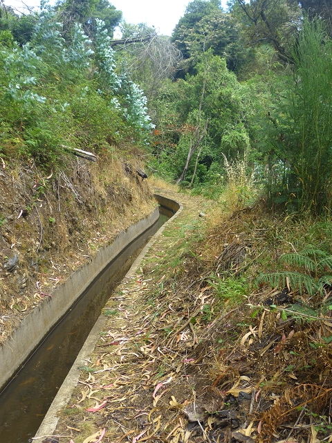 31.07.2014 Levada dos Tornos (Endast), Levada Nova, Levada do Moinho da Serra — Auf dem Endstück der Levada dos Tornos — Foto 11