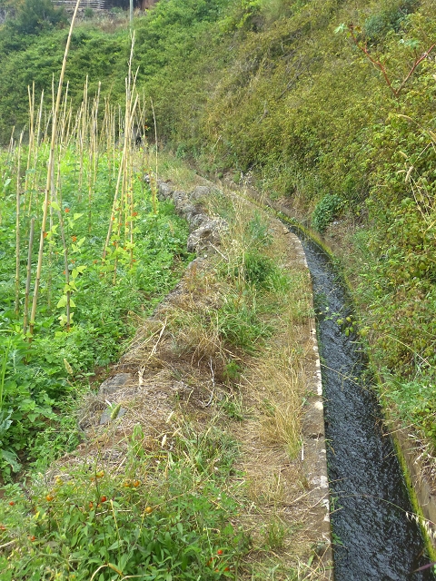 31.07.2014 Levada dos Tornos (Endast), Levada Nova, Levada do Moinho da Serra — Auf der Levada Moinho da Serra zuerst ein paar Meter in Fliessrichtung, dann zur Madre — Foto 27