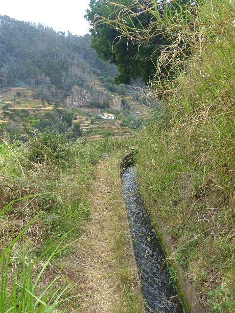31.07.2014 Levada dos Tornos (Endast), Levada Nova, Levada do Moinho da Serra — Auf der Levada Moinho da Serra zuerst ein paar Meter in Fliessrichtung, dann zur Madre — Foto 29