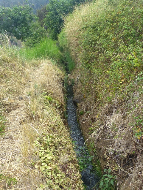 31.07.2014 Levada dos Tornos (Endast), Levada Nova, Levada do Moinho da Serra — Auf der Levada Moinho da Serra zuerst ein paar Meter in Fliessrichtung, dann zur Madre — Foto 30