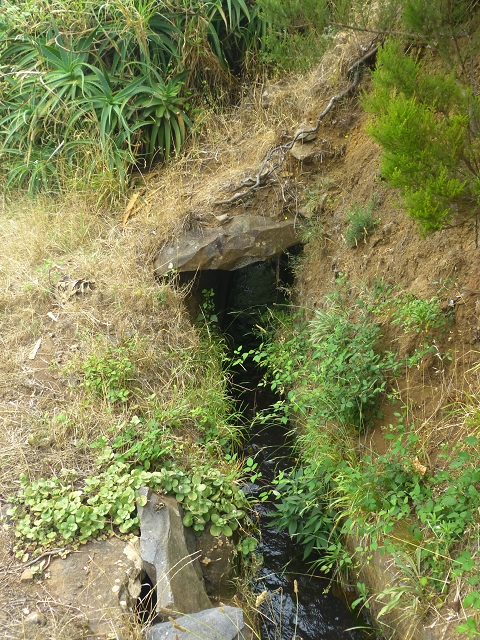 31.07.2014 Levada dos Tornos (Endast), Levada Nova, Levada do Moinho da Serra — Auf der Levada Moinho da Serra zuerst ein paar Meter in Fliessrichtung, dann zur Madre — Foto 31