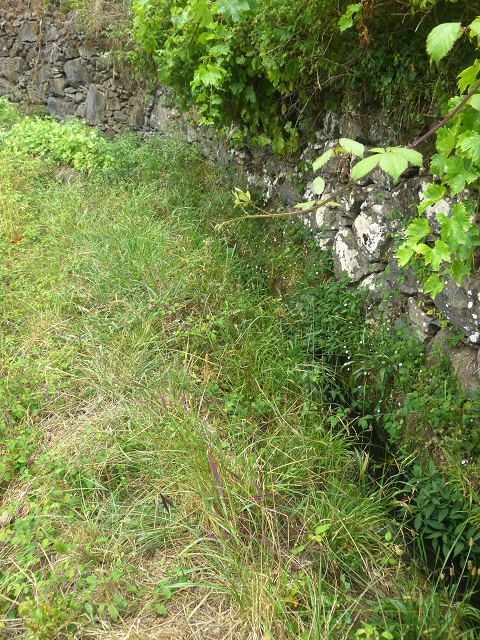 31.07.2014 Levada dos Tornos (Endast), Levada Nova, Levada do Moinho da Serra — Auf der Levada Moinho da Serra zuerst ein paar Meter in Fliessrichtung, dann zur Madre — Foto 32