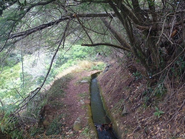 31.07.2014 Levada dos Tornos (Endast), Levada Nova, Levada do Moinho da Serra — Auf der Levada Moinho da Serra zuerst ein paar Meter in Fliessrichtung, dann zur Madre — Foto 34