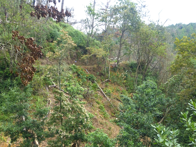 31.07.2014 Levada dos Tornos (Endast), Levada Nova, Levada do Moinho da Serra — Auf dem Endstück der Levada dos Tornos — Foto 12