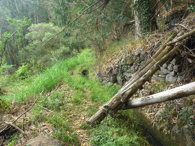 31.07.2014 Levada dos Tornos (Endast), Levada Nova, Levada do Moinho da Serra — Auf der Levada Moinho da Serra zuerst ein paar Meter in Fliessrichtung, dann zur Madre — Foto 35