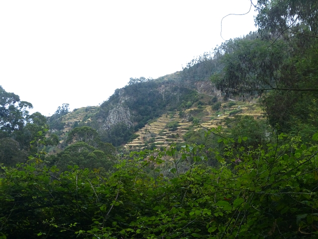 31.07.2014 Levada dos Tornos (Endast), Levada Nova, Levada do Moinho da Serra — Auf der Levada Moinho da Serra zuerst ein paar Meter in Fliessrichtung, dann zur Madre — Foto 36