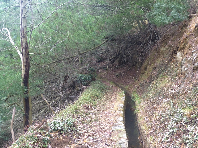 31.07.2014 Levada dos Tornos (Endast), Levada Nova, Levada do Moinho da Serra — Auf der Levada Moinho da Serra zuerst ein paar Meter in Fliessrichtung, dann zur Madre — Foto 37