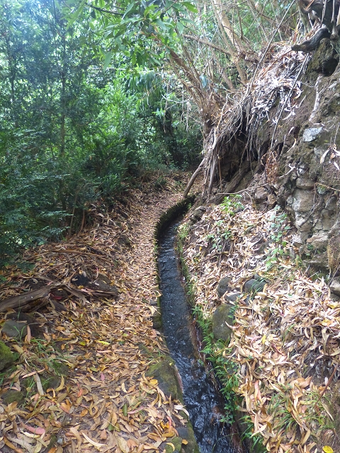 31.07.2014 Levada dos Tornos (Endast), Levada Nova, Levada do Moinho da Serra — Auf der Levada Moinho da Serra zuerst ein paar Meter in Fliessrichtung, dann zur Madre — Foto 39