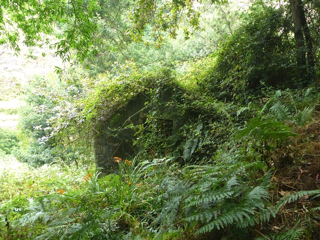 31.07.2014 Levada dos Tornos (Endast), Levada Nova, Levada do Moinho da Serra — Auf der Levada Moinho da Serra zuerst ein paar Meter in Fliessrichtung, dann zur Madre — Foto 41
