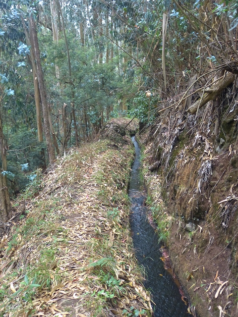 31.07.2014 Levada dos Tornos (Endast), Levada Nova, Levada do Moinho da Serra — Auf der Levada Moinho da Serra zuerst ein paar Meter in Fliessrichtung, dann zur Madre — Foto 42