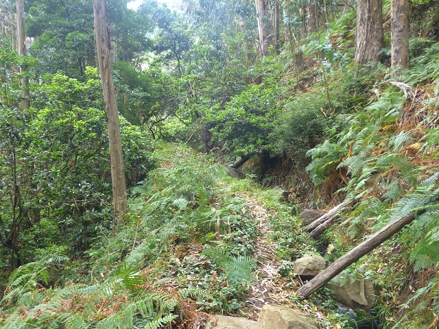 31.07.2014 Levada dos Tornos (Endast), Levada Nova, Levada do Moinho da Serra — Auf der Levada Moinho da Serra zuerst ein paar Meter in Fliessrichtung, dann zur Madre — Foto 43