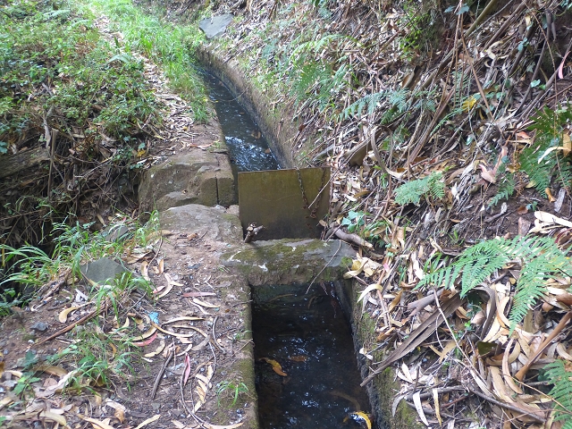 31.07.2014 Levada dos Tornos (Endast), Levada Nova, Levada do Moinho da Serra — Auf der Levada Moinho da Serra zuerst ein paar Meter in Fliessrichtung, dann zur Madre — Foto 44