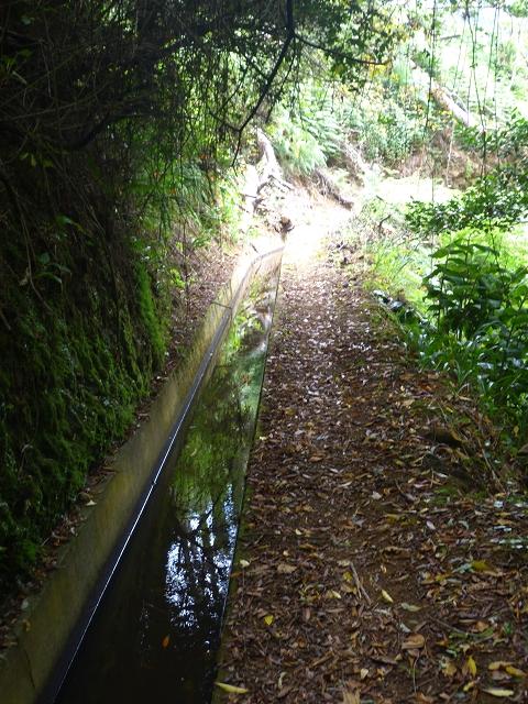31.07.2014 Levada dos Tornos (Endast), Levada Nova, Levada do Moinho da Serra — Auf dem Endstück der Levada dos Tornos — Foto 13