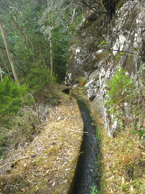 31.07.2014 Levada dos Tornos (Endast), Levada Nova, Levada do Moinho da Serra — Auf der Levada Moinho da Serra zuerst ein paar Meter in Fliessrichtung, dann zur Madre — Foto 45