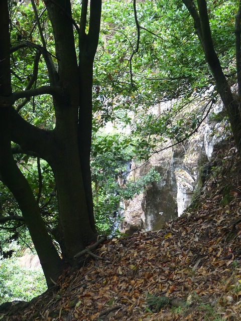 31.07.2014 Levada dos Tornos (Endast), Levada Nova, Levada do Moinho da Serra — Auf der Levada Moinho da Serra zuerst ein paar Meter in Fliessrichtung, dann zur Madre — Foto 46