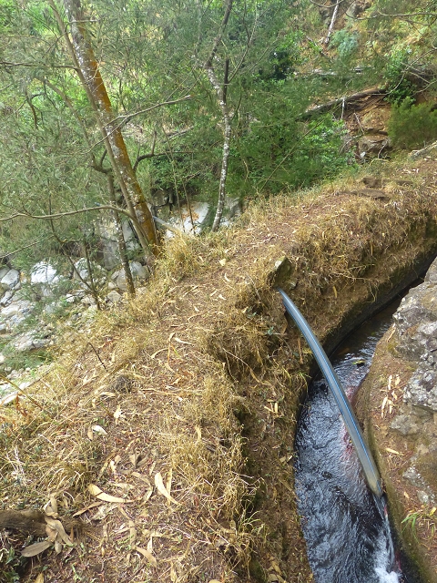 31.07.2014 Levada dos Tornos (Endast), Levada Nova, Levada do Moinho da Serra — Auf der Levada Moinho da Serra zuerst ein paar Meter in Fliessrichtung, dann zur Madre — Foto 50