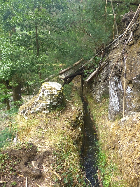 31.07.2014 Levada dos Tornos (Endast), Levada Nova, Levada do Moinho da Serra — Auf der Levada Moinho da Serra zuerst ein paar Meter in Fliessrichtung, dann zur Madre — Foto 51