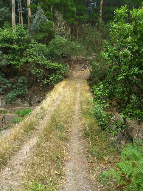 31.07.2014 Levada dos Tornos (Endast), Levada Nova, Levada do Moinho da Serra — Auf der Levada Moinho da Serra zuerst ein paar Meter in Fliessrichtung, dann zur Madre — Foto 63