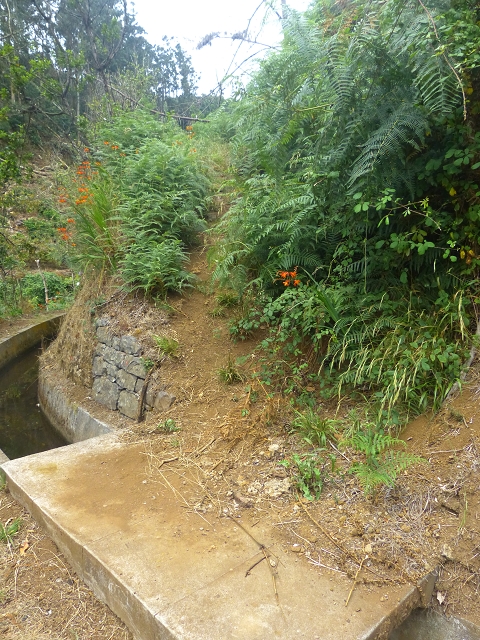 31.07.2014 Levada dos Tornos (Endast), Levada Nova, Levada do Moinho da Serra — Auf dem Endstück der Levada dos Tornos — Foto 15
