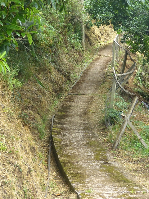 31.07.2014 Levada dos Tornos (Endast), Levada Nova, Levada do Moinho da Serra — Aufstieg zur Levada dos Tornos und zurück zum Ausgangspunkt — Foto 7
