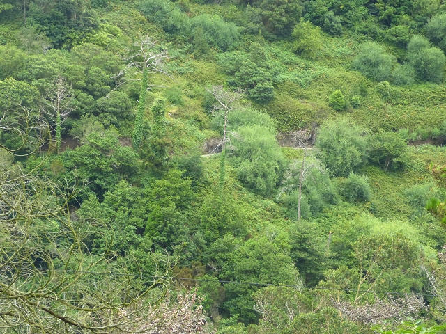 31.07.2014 Levada dos Tornos (Endast), Levada Nova, Levada do Moinho da Serra — Aufstieg zur Levada dos Tornos und zurück zum Ausgangspunkt — Foto 8