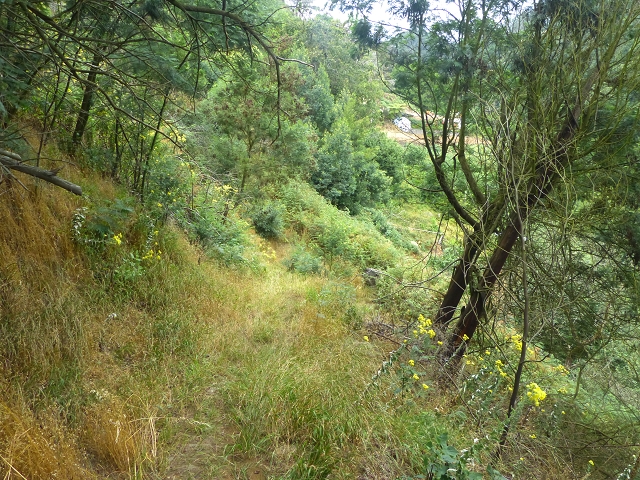31.07.2014 Levada dos Tornos (Endast), Levada Nova, Levada do Moinho da Serra — Aufstieg zur Levada dos Tornos und zurück zum Ausgangspunkt — Foto 9