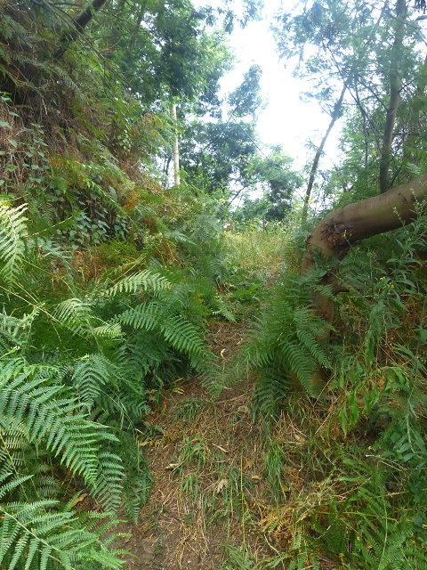 31.07.2014 Levada dos Tornos (Endast), Levada Nova, Levada do Moinho da Serra — Aufstieg zur Levada dos Tornos und zurück zum Ausgangspunkt — Foto 10