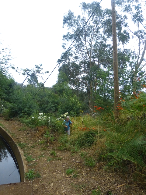 31.07.2014 Levada dos Tornos (Endast), Levada Nova, Levada do Moinho da Serra — Aufstieg zur Levada dos Tornos und zurück zum Ausgangspunkt — Foto 11