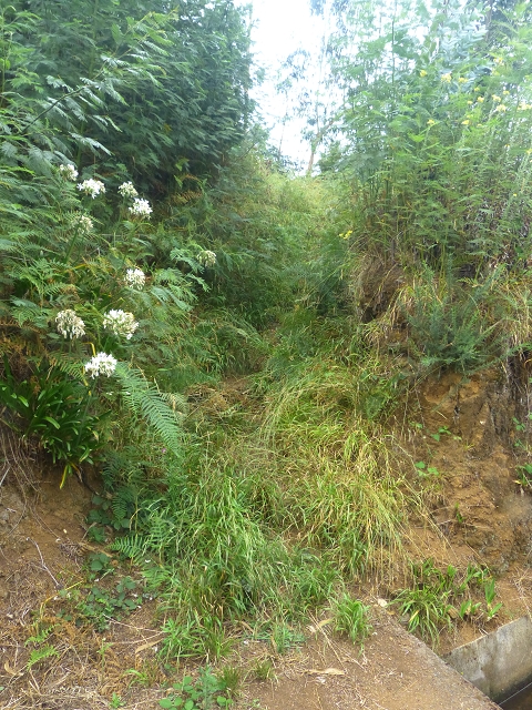 31.07.2014 Levada dos Tornos (Endast), Levada Nova, Levada do Moinho da Serra — Aufstieg zur Levada dos Tornos und zurück zum Ausgangspunkt — Foto 12