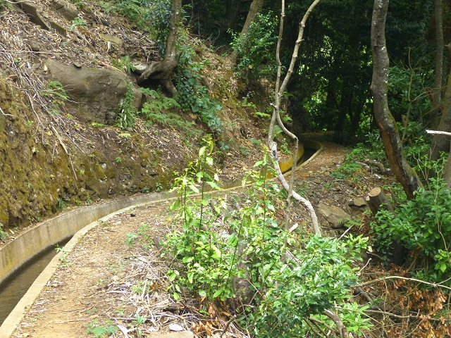 31.07.2014 Levada dos Tornos (Endast), Levada Nova, Levada do Moinho da Serra — Auf dem Endstück der Levada dos Tornos — Foto 18