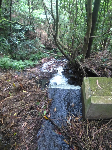 31.07.2014 Levada dos Tornos (Endast), Levada Nova, Levada do Moinho da Serra — Auf dem Endstück der Levada dos Tornos — Foto 21