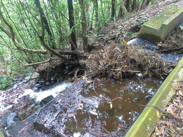31.07.2014 Levada dos Tornos (Endast), Levada Nova, Levada do Moinho da Serra — Auf dem Endstück der Levada dos Tornos — Foto 22