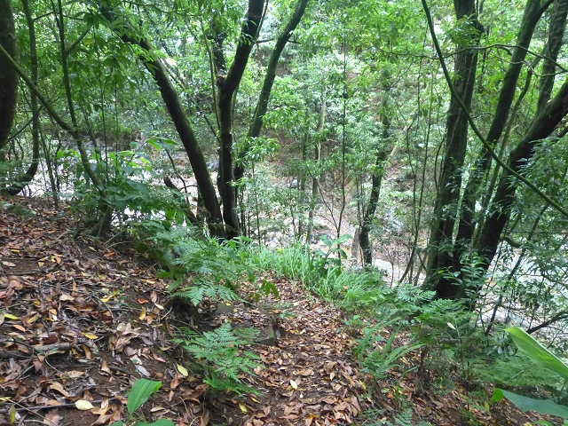 31.07.2014 Levada dos Tornos (Endast), Levada Nova, Levada do Moinho da Serra — Abstieg zur Levada Nova, Madre der Levada Nova — Foto 3