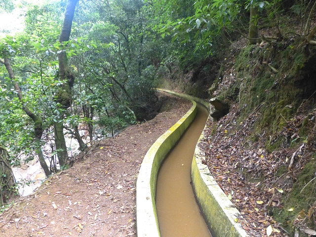 31.07.2014 Levada dos Tornos (Endast), Levada Nova, Levada do Moinho da Serra — Abstieg zur Levada Nova, Madre der Levada Nova — Foto 6