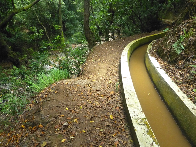 31.07.2014 Levada dos Tornos (Endast), Levada Nova, Levada do Moinho da Serra — Abstieg zur Levada Nova, Madre der Levada Nova — Foto 7