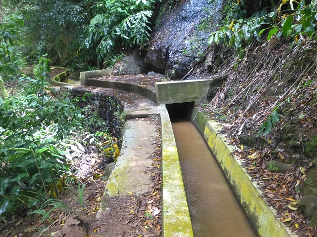 31.07.2014 Levada dos Tornos (Endast), Levada Nova, Levada do Moinho da Serra — Abstieg zur Levada Nova, Madre der Levada Nova — Foto 9