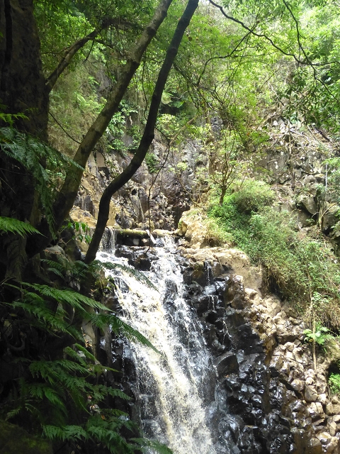 31.07.2014 Levada dos Tornos (Endast), Levada Nova, Levada do Moinho da Serra — Abstieg zur Levada Nova, Madre der Levada Nova — Foto 16