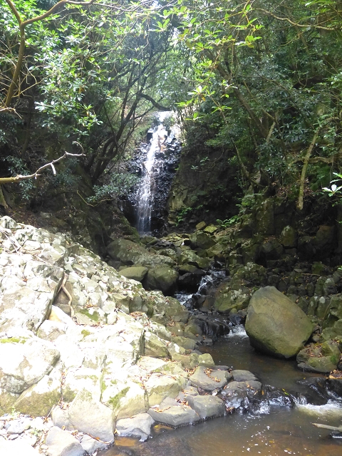 31.07.2014 Levada dos Tornos (Endast), Levada Nova, Levada do Moinho da Serra — Abstieg zur Levada Nova, Madre der Levada Nova — Foto 18