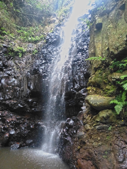 31.07.2014 Levada dos Tornos (Endast), Levada Nova, Levada do Moinho da Serra — Abstieg zur Levada Nova, Madre der Levada Nova — Foto 20