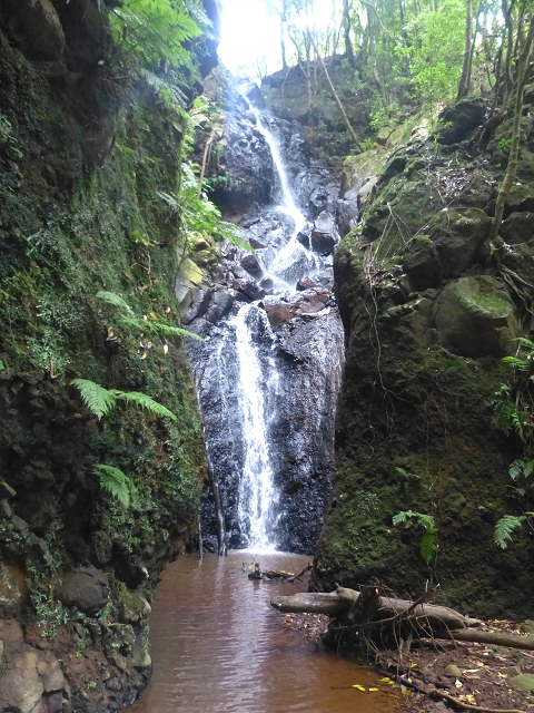 31.07.2014 Levada dos Tornos (Endast), Levada Nova, Levada do Moinho da Serra — Abstieg zur Levada Nova, Madre der Levada Nova — Foto 21