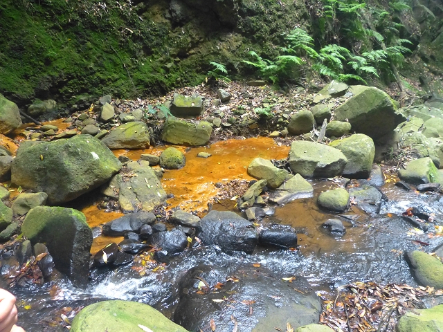 31.07.2014 Levada dos Tornos (Endast), Levada Nova, Levada do Moinho da Serra — Abstieg zur Levada Nova, Madre der Levada Nova — Foto 22