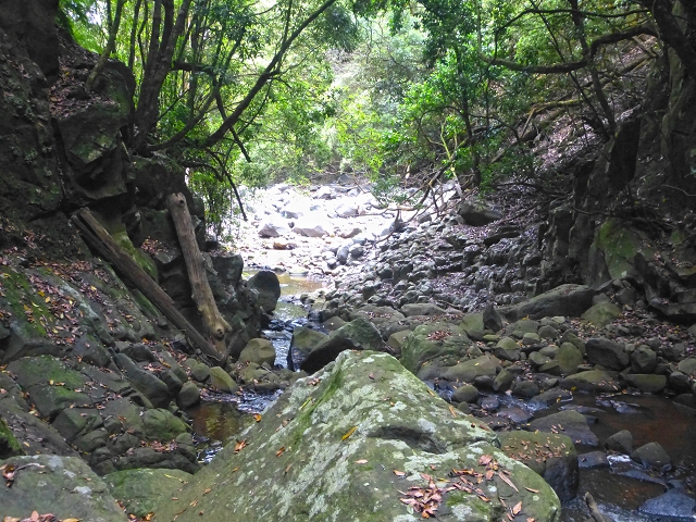 31.07.2014 Levada dos Tornos (Endast), Levada Nova, Levada do Moinho da Serra — Abstieg zur Levada Nova, Madre der Levada Nova — Foto 25