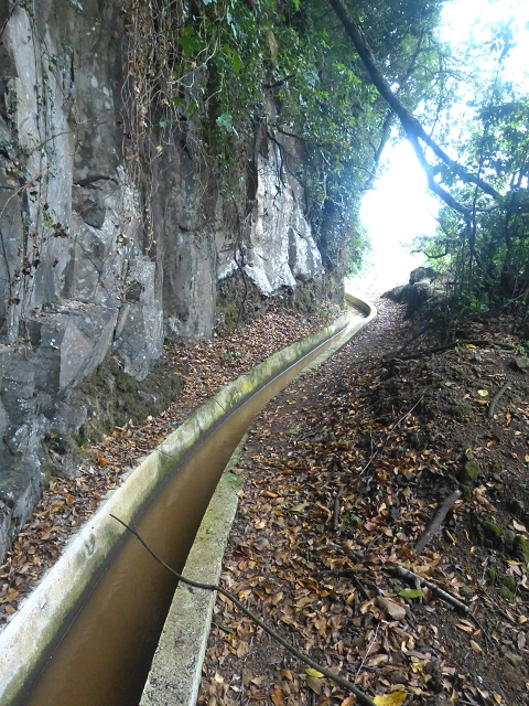 31.07.2014 Levada dos Tornos (Endast), Levada Nova, Levada do Moinho da Serra — Auf der Levada Nova — Foto 8