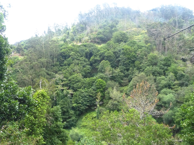 31.07.2014 Levada dos Tornos (Endast), Levada Nova, Levada do Moinho da Serra — Auf der Levada Nova — Foto 9
