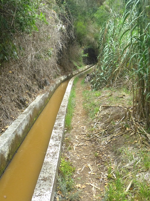 31.07.2014 Levada dos Tornos (Endast), Levada Nova, Levada do Moinho da Serra — Auf der Levada Nova — Foto 11