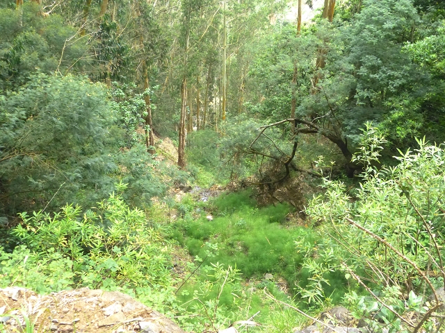 31.07.2014 Levada dos Tornos (Endast), Levada Nova, Levada do Moinho da Serra — Auf der Levada Nova — Foto 13