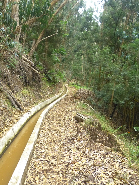 31.07.2014 Levada dos Tornos (Endast), Levada Nova, Levada do Moinho da Serra — Auf der Levada Nova — Foto 14